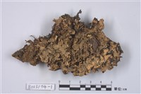 藏品(斑葉衣屬)的圖片